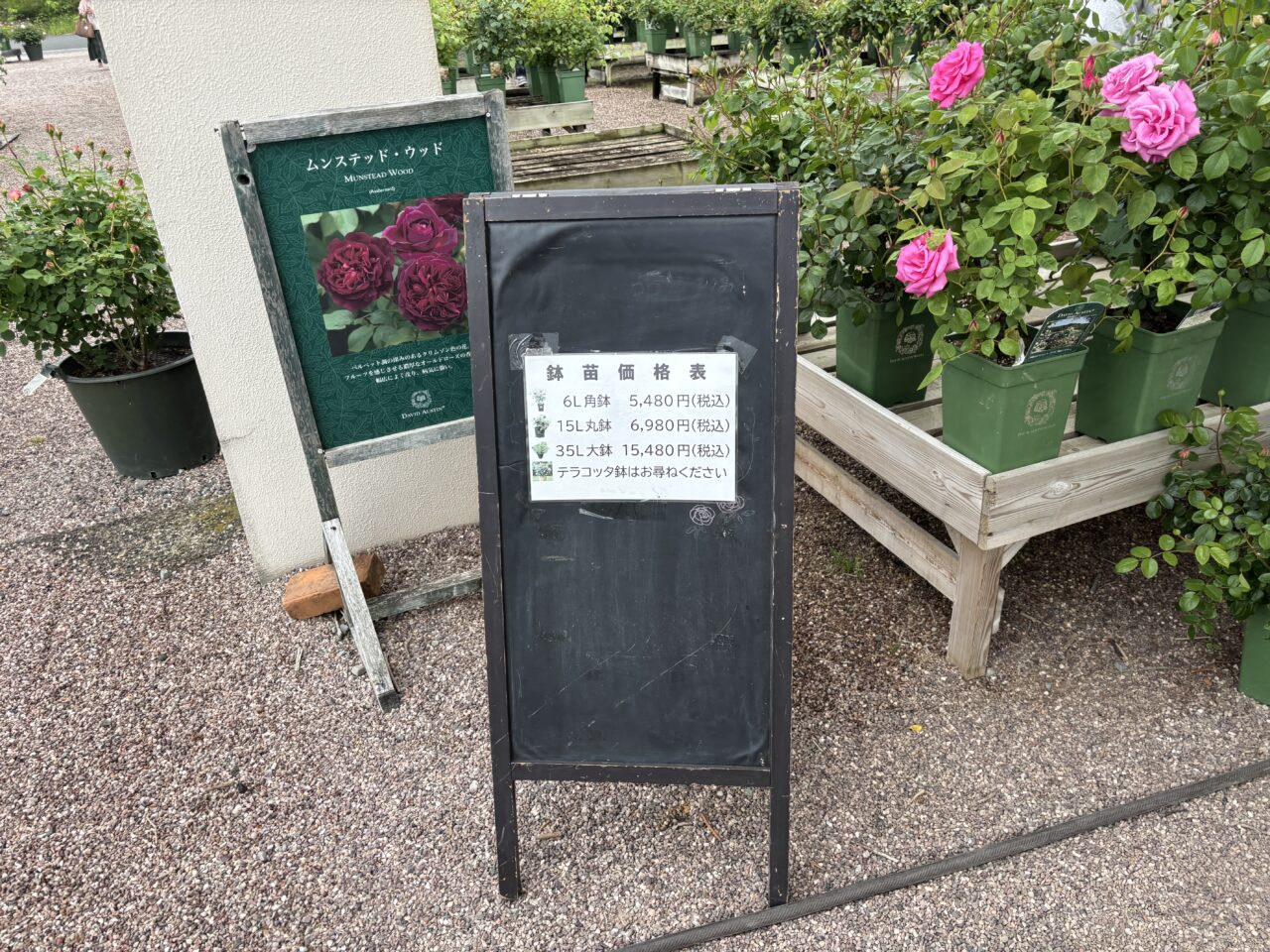 プランツセンターで販売されていた鉢苗