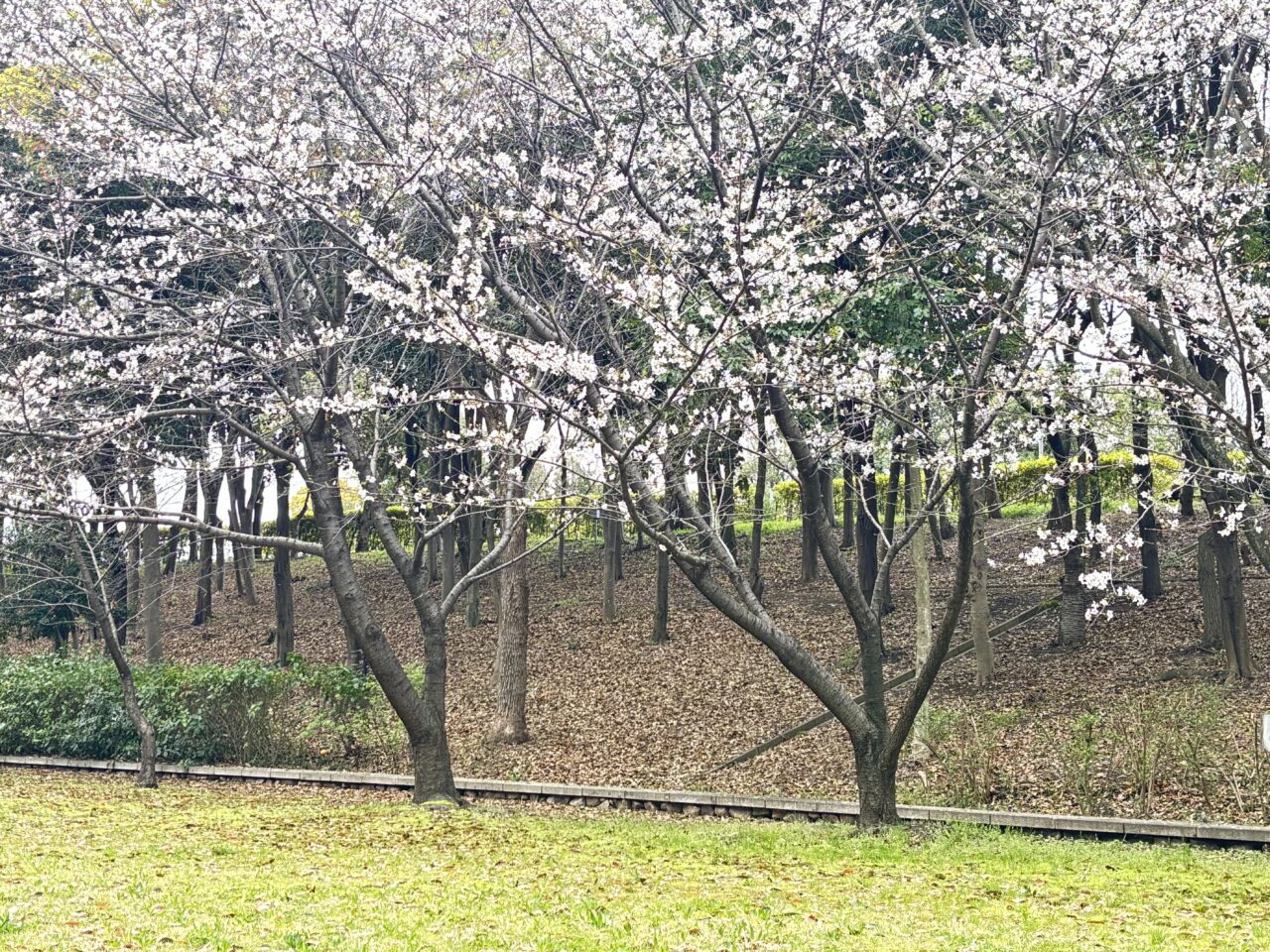桜